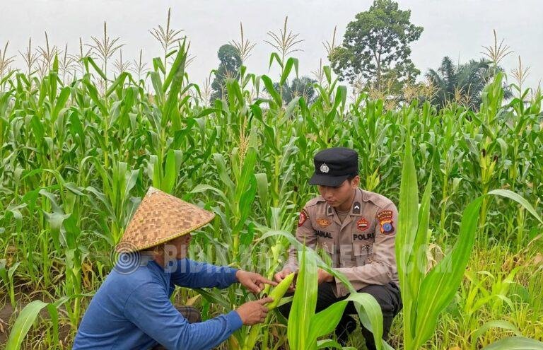 Polsek Amuntai Tengah Pantau Perkembangan Lahan Jagung di Desa Pinangkara, Dukung Ketahanan Pangan
