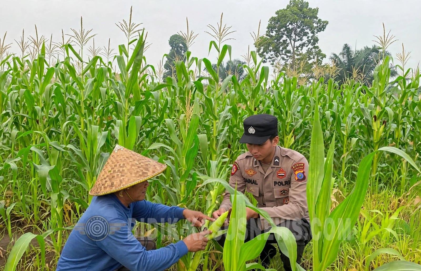 Polsek Amuntai Tengah Pantau Perkembangan Lahan Jagung di Desa Pinangkara, Dukung Ketahanan Pangan