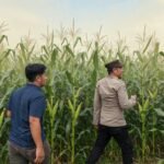 Polsek Amuntai Tengah Pantau Lahan Jagung di Desa Pinangkara, Kemarau Panjang Jadi Tantangan Ketahanan Pangan