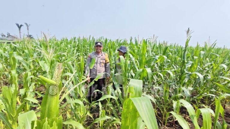 Pantau Swasembada Jagung, Polsek Babirik Monitoring Tanaman Jagung Seluas 3 Hektare di HSU
