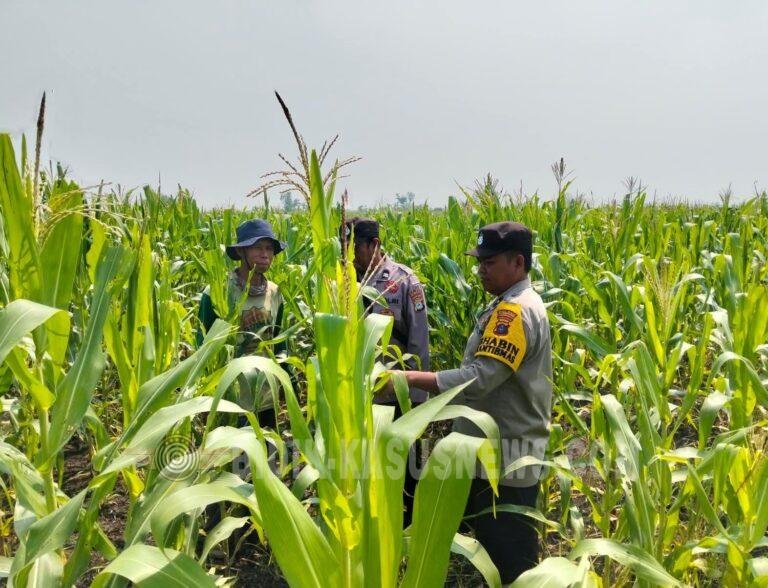 Polsek Babirik Pantau Pertumbuhan Jagung di Desa Pinangkara, 3 Hektare Ditargetkan Panen November 2026