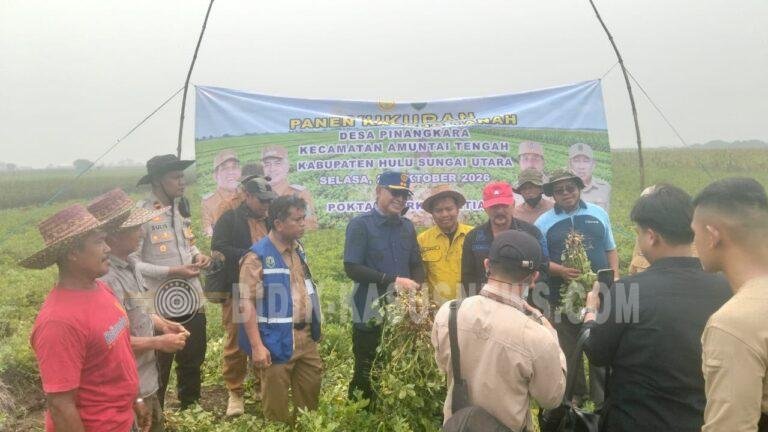 Panen Raya Kacang Tanah di Desa Pinangkara, Polsek Amuntai Tengah Dukung Ketahanan Pangan dan Petani Milenial