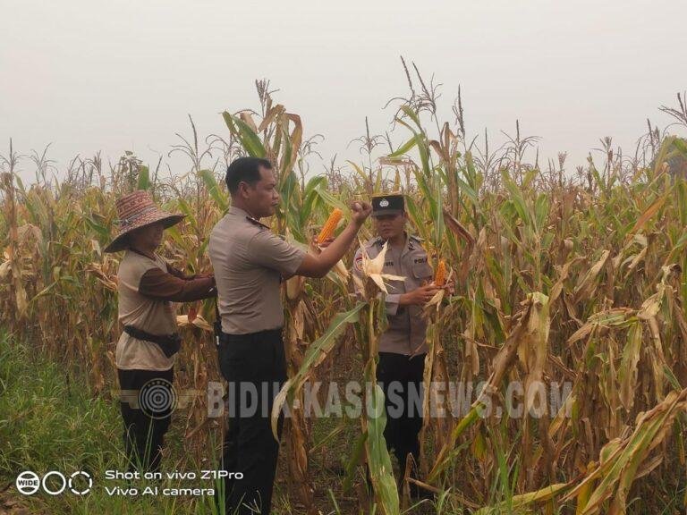 Polsek Amuntai Tengah Cek Kesiapan Panen Raya Jagung di Mawar Sari, Hasil Diperkirakan Capai 5,5 Ton