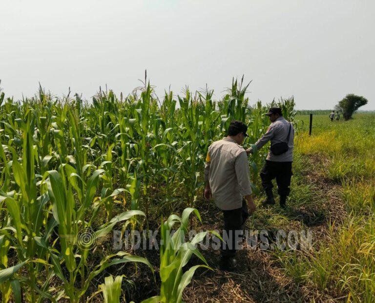 Polsek Babirik Pantau Pertumbuhan Jagung di Desa Pinangkara, Panen 3 Hektare Ditargetkan November 2026