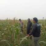 Polsek Amuntai Tengah Pantau Perkembangan Swasembada Jagung, Sejumlah Lahan Petani Terdampak Kekeringan