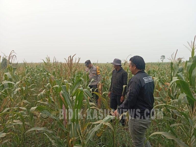 Polsek Amuntai Tengah Pantau Perkembangan Swasembada Jagung, Sejumlah Lahan Petani Terdampak Kekeringan