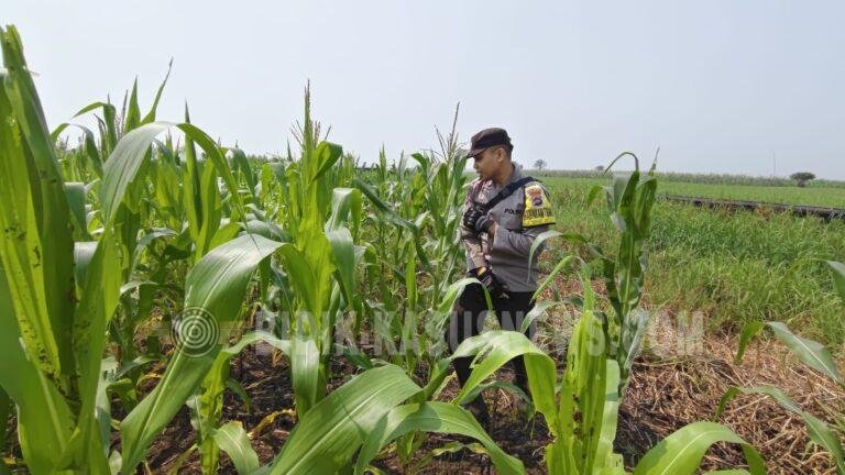 Polsek Babirik Pantau Pertumbuhan Jagung di Desa Pinangkara, 3 Hektare Ditargetkan Panen November 2026