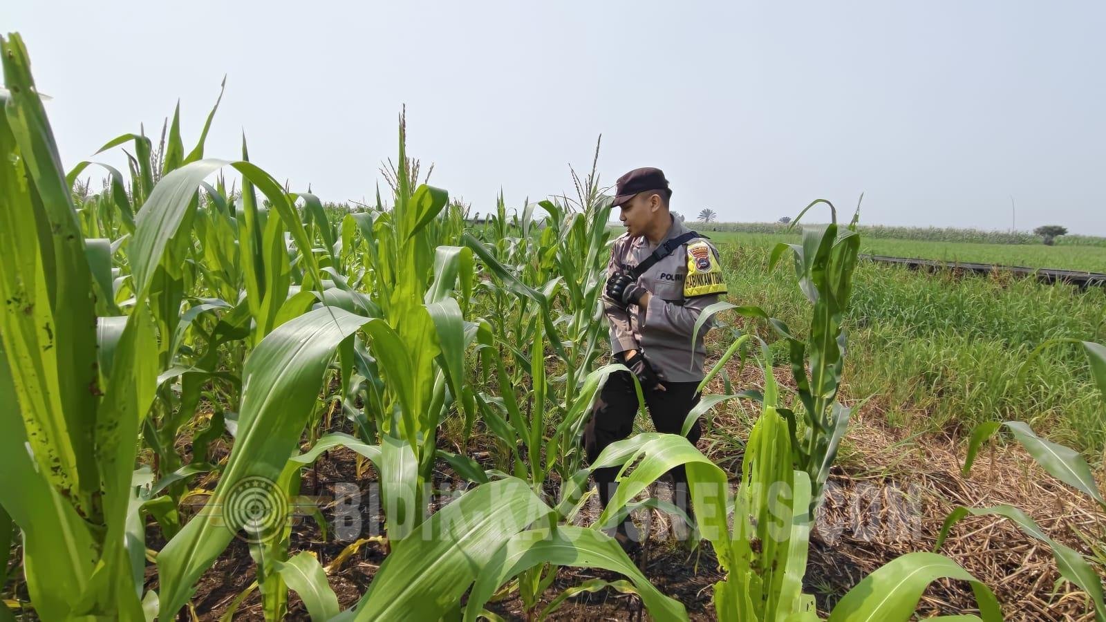 Polsek Babirik Pantau Pertumbuhan Jagung di Desa Pinangkara, 3 Hektare Ditargetkan Panen November 2026