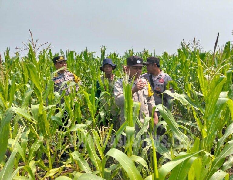 Polsek Babirik Monitoring Pertumbuhan Jagung di Amuntai Tengah, Panen 3 Hektare Ditargetkan November 2026