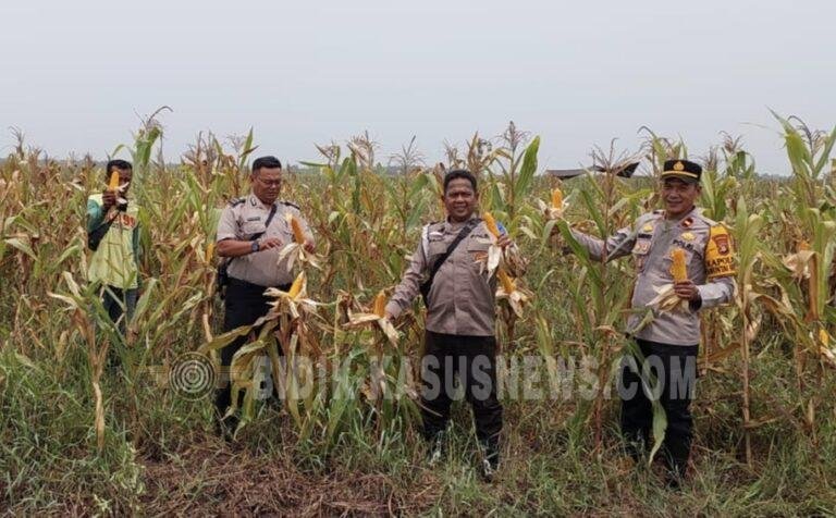 Panen Jagung 3 Hektare di HSU Hasilkan 8 Ton, Kemarau Panjang Jadi Tantangan Petani