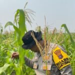 Polsek Babirik Pantau Pertumbuhan Jagung 3 Hektare di Desa Pinangkara, Panen Ditargetkan November 2026