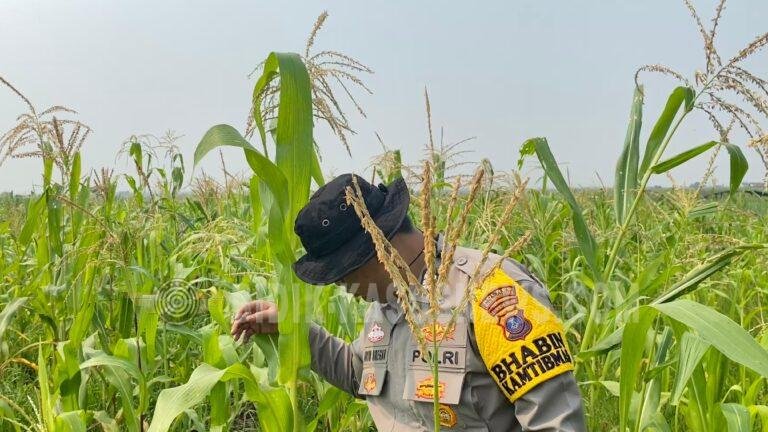 Polsek Babirik Pantau Pertumbuhan Jagung 3 Hektare di Desa Pinangkara, Panen Ditargetkan November 2026