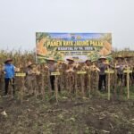 Panen Raya Jagung di Amuntai Tengah, Polres HSU Dukung Swasembada Pangan 2026
