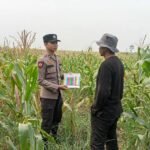 Polsek Amuntai Tengah Pantau Perkembangan Tanaman Jagung, Dukung Penguatan Ketahanan Pangan di Hulu Sungai Utara