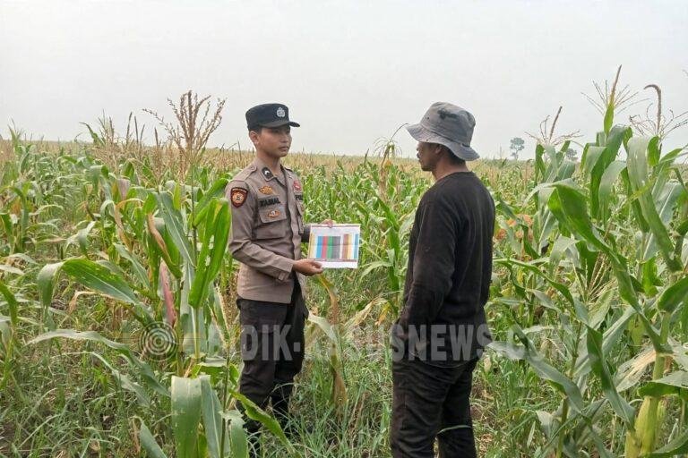 Polsek Amuntai Tengah Pantau Perkembangan Tanaman Jagung, Dukung Penguatan Ketahanan Pangan di Hulu Sungai Utara