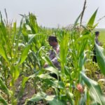 Polsek Babirik Pantau Pertumbuhan Jagung di Desa Pinangkara, 3 Hektare Ditargetkan Panen November 2026