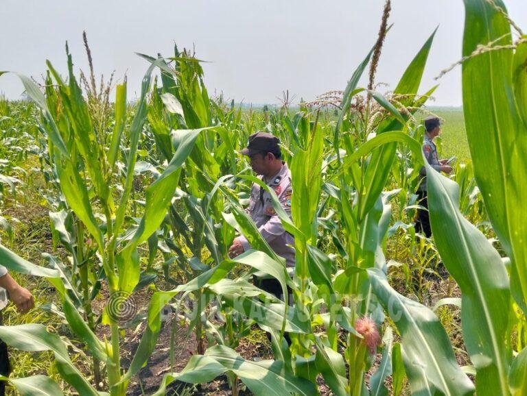 Polsek Babirik Pantau Pertumbuhan Jagung di Desa Pinangkara, 3 Hektare Ditargetkan Panen November 2026