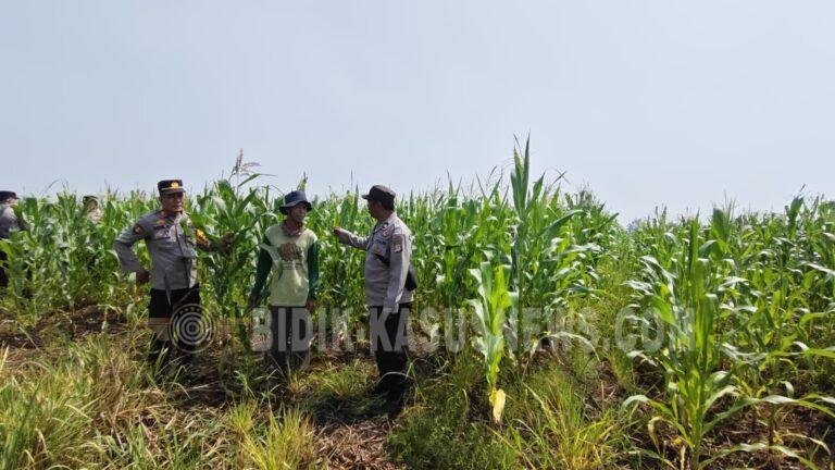 Polsek Babirik Pantau Pertumbuhan Jagung di Desa Pinangkara, 3 Hektare Lahan Ditargetkan Panen November 2026