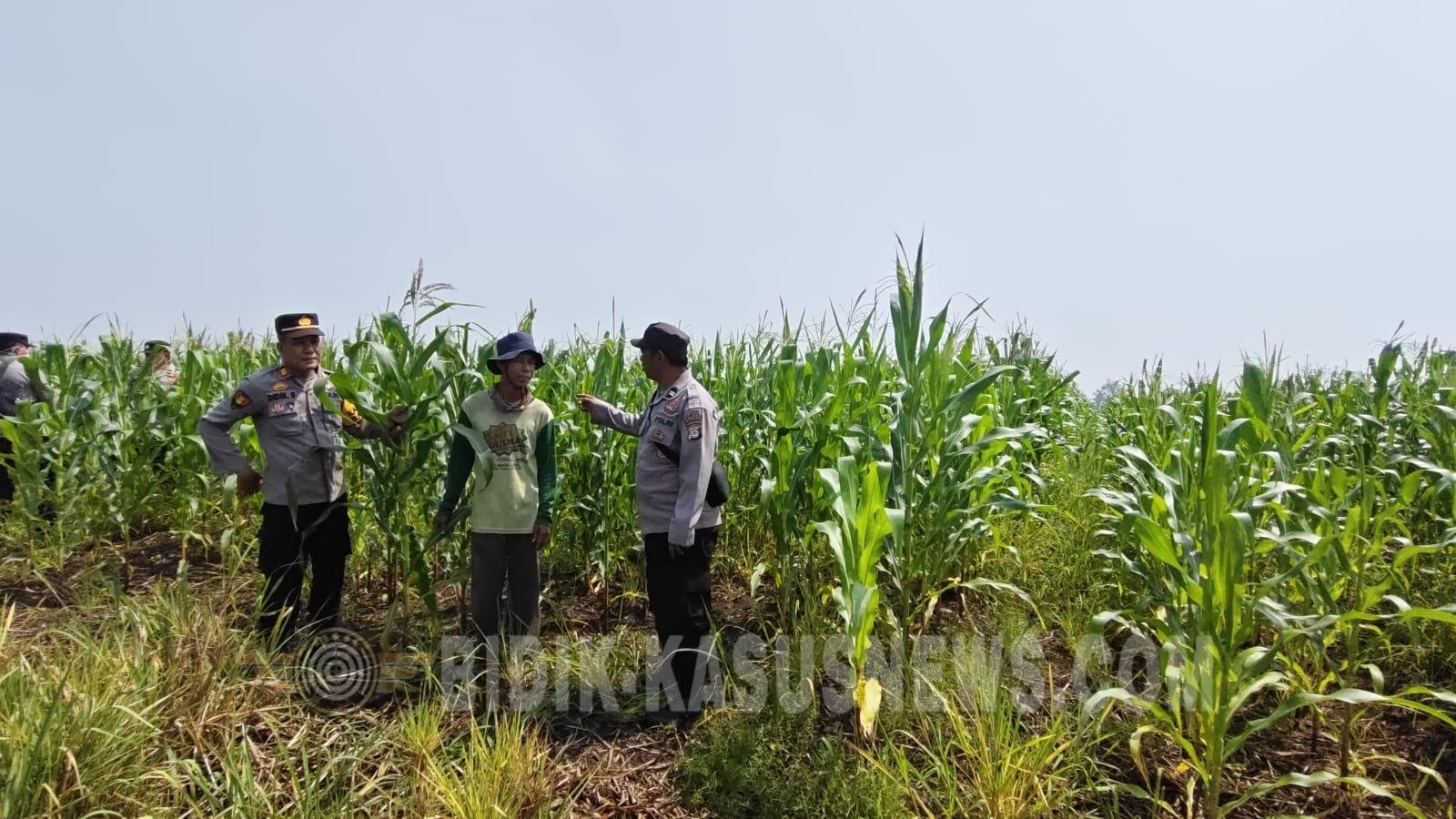 Polsek Babirik Pantau Pertumbuhan Jagung di Desa Pinangkara, 3 Hektare Lahan Ditargetkan Panen November 2026