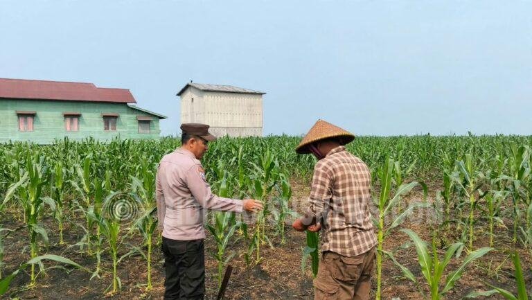 Polsek Amuntai Tengah Pantau Perkembangan Lahan Jagung di Pinangkara, Kemarau Panjang Jadi Perhatian
